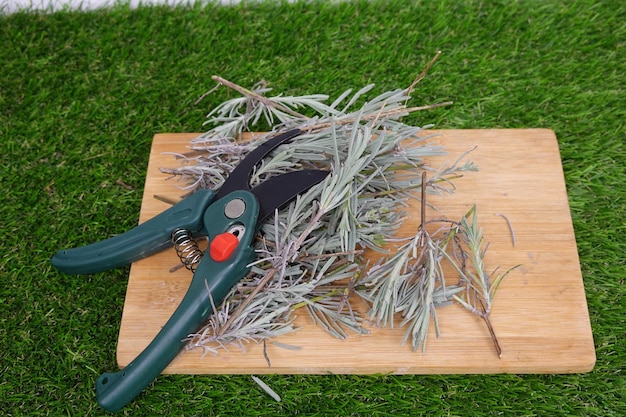 Kiedy najlepiej ścinać suche trawy ozdobne w ogrodzie?