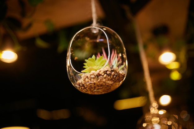 Miniaturowy ogródek w szklanej kuli – magiczny świat w zasięgu ręki
