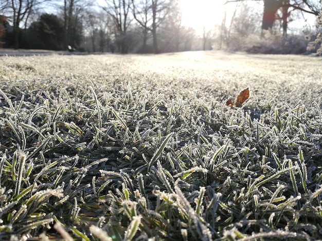 Ostatnie koszenie przed zimą – czy warto skosić trawnik?
