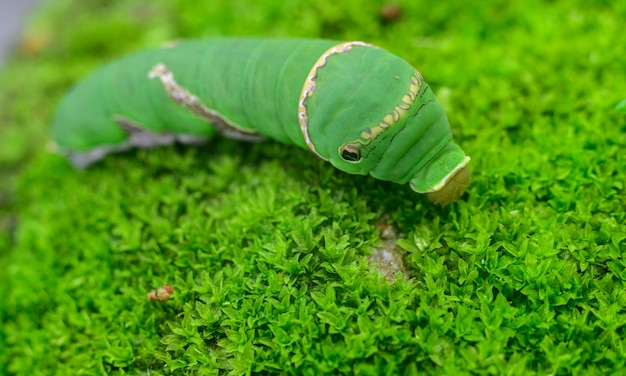 Tajemnicza zielona gąsienica - co to za stworzenie?