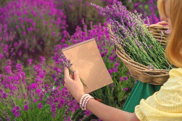 Gdzie trzymać lawendę, aby cieszyć się jej zapachem i zdrowiem?