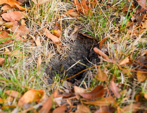 Jak głęboko wykonać wertykulację, by nie uszkodzić trawnika?