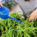 Jak prawidłowo stosować nawóz do trawy?