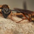 Jak skutecznie pozbyć się mrówek faraona z kuchni?