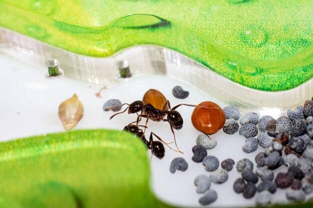 Jak skutecznie walczyć z mrówkami w ogrodzie bez chemii?