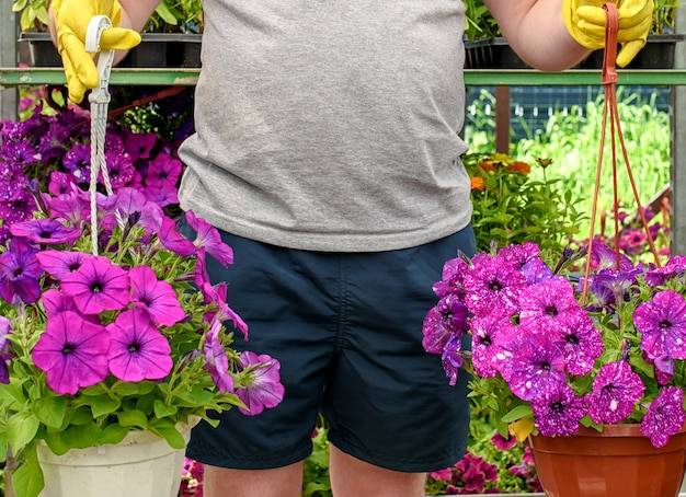 Jak uratować usychającą surfinię?