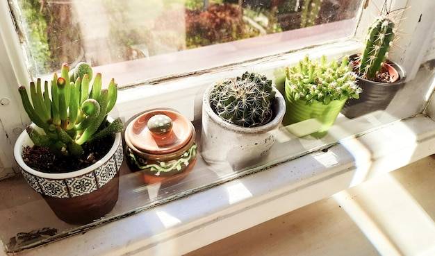 Jakie rośliny sprawdzą się najlepiej na parapecie?