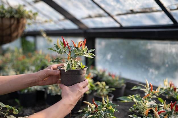 Jakie rośliny sprawdzą się w ogrodzie w szkle?