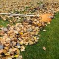 Jakie wapno wybrać na jesienny zabieg wapnowania trawnika?