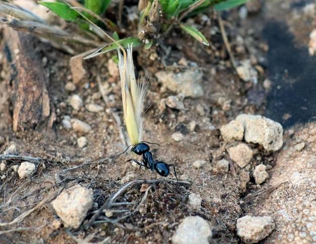 Skuteczne sposoby na zwalczenie mrówek w ziemi