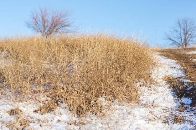 Dlaczego trawa po zimie wygląda jak siano?