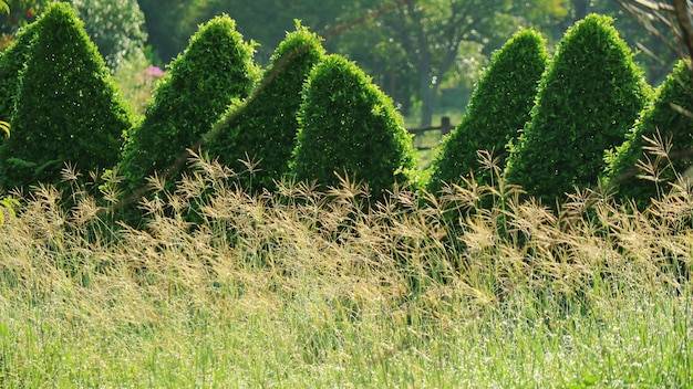 Jak estetycznie oddzielić trawnik od tui w ogrodzie?