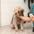 Jak nauczyć szczeniaka higieny i czystości w domu?
