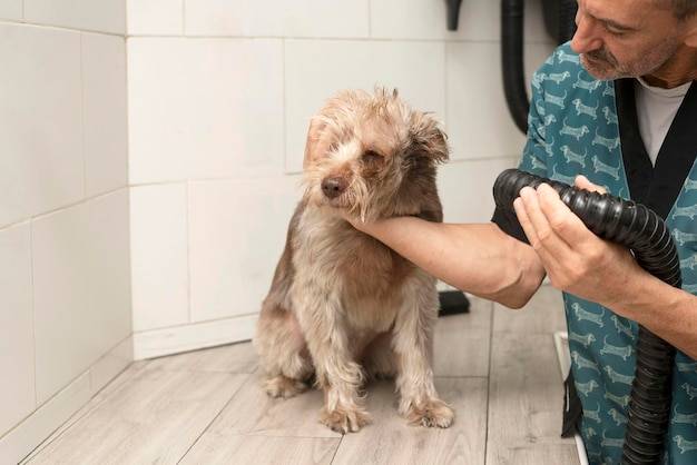 Jak nauczyć szczeniaka higieny i czystości w domu?