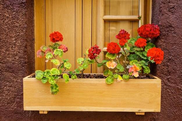 Jakie rośliny najlepiej posadzić do donicy przed domem?