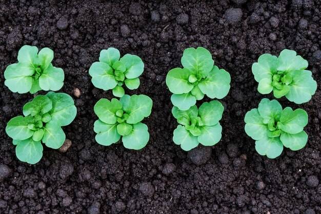 Jakie stanowisko najlepiej wybrać dla bakopy w ogrodzie?