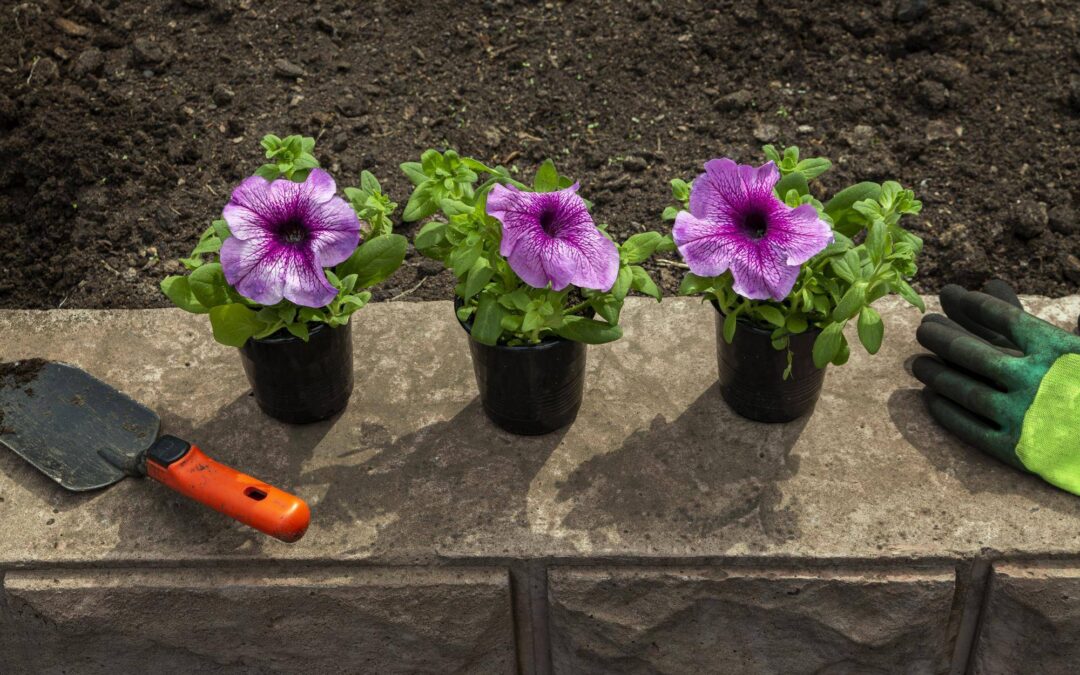 Jak prawidłowo sadzić pelargonie w ogrodzie i na balkonie?