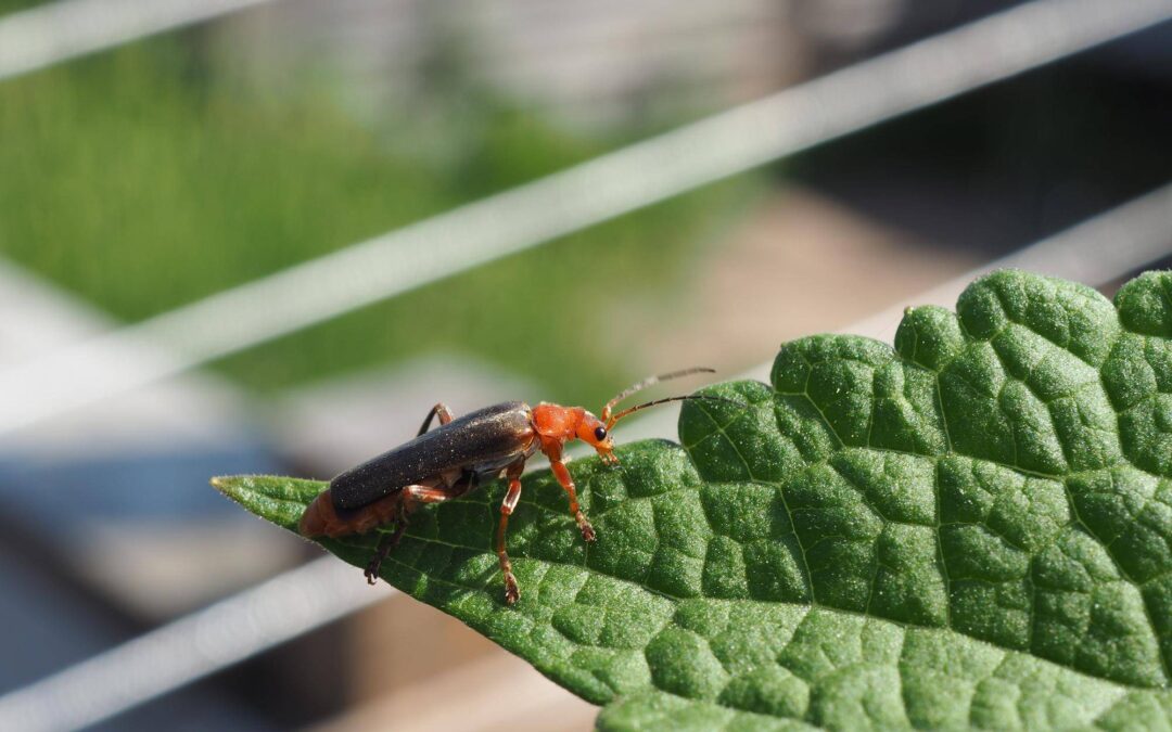 Jak skutecznie pozbyć się mszyc z domu?