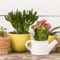 Sztuka łączenia kwiatów w doniczkach - harmonia barw i kształtów