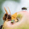 Osy i szerszenie – zagrożenia i bezpieczne usuwanie gniazd
