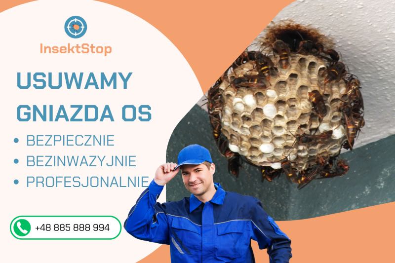 Profesjonalne usuwanie gniazd os i szerszeni 