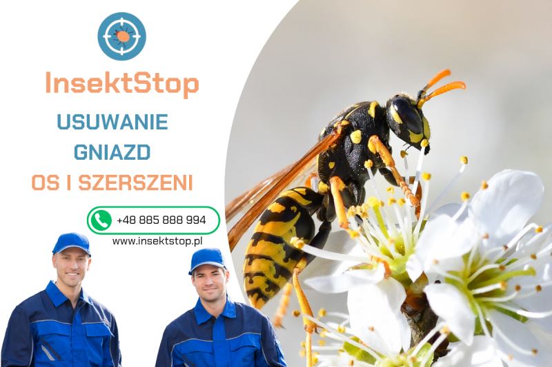 Profesjonalne usuwanie gniazd os i szerszeni 
