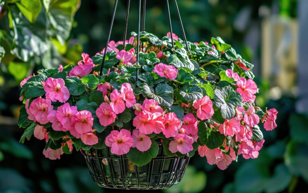 Jak prawidłowo szczepić pelargonie zwisające w domowych warunkach?