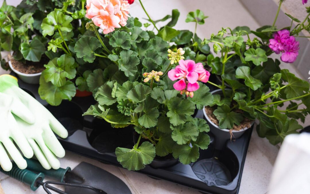 Jakie rośliny doskonale komponują się z pelargonią w ogrodzie?